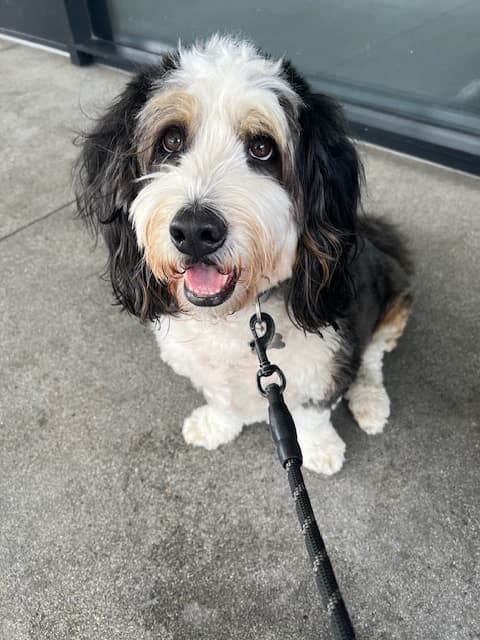 Captain Reilley, Chief Barking Officer